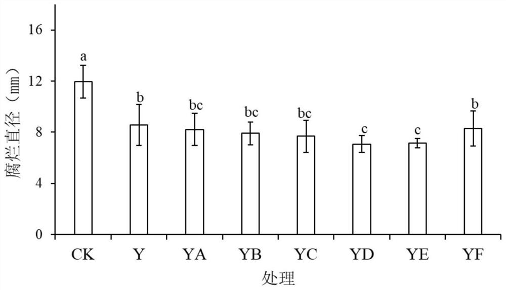 The method of γ-aminobutyric acid inducing and cultivating Saccharomyces pseudopinum y16 to prevent and control postharvest diseases of grapes