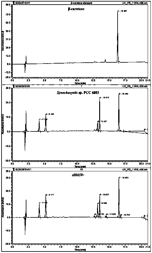 Application of a sll0659 gene in synthesizing Synechocystis carotenoids