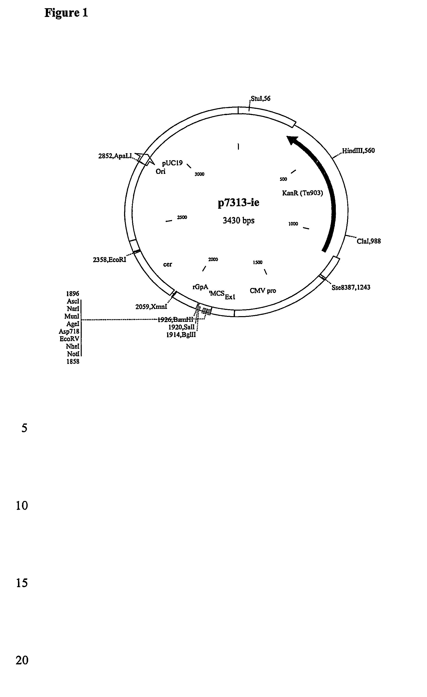 Hiv-gag codon-optimised dna vaccines