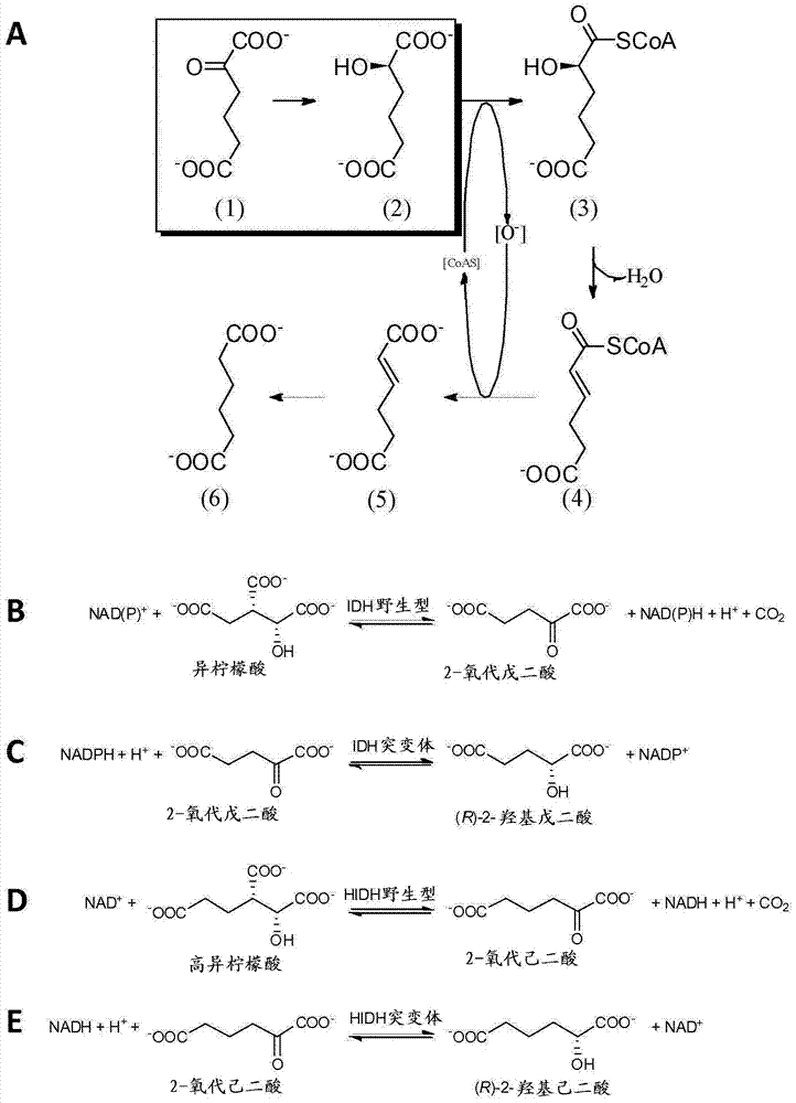 New oxidoreductases for enantioselective reactions