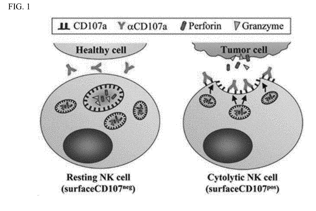 Composition for enhancing immunity including ginsenoside f1 as an active ingredient
