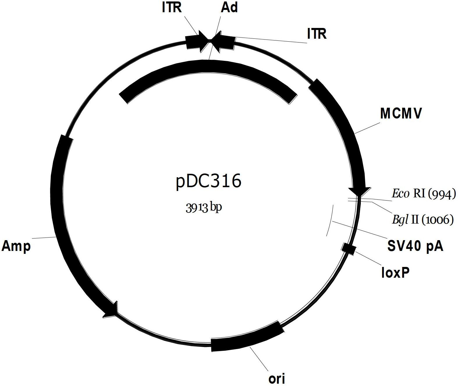 Recombinant adenovirus (rAdv) vector for expressing human antibody whole genome and method thereof