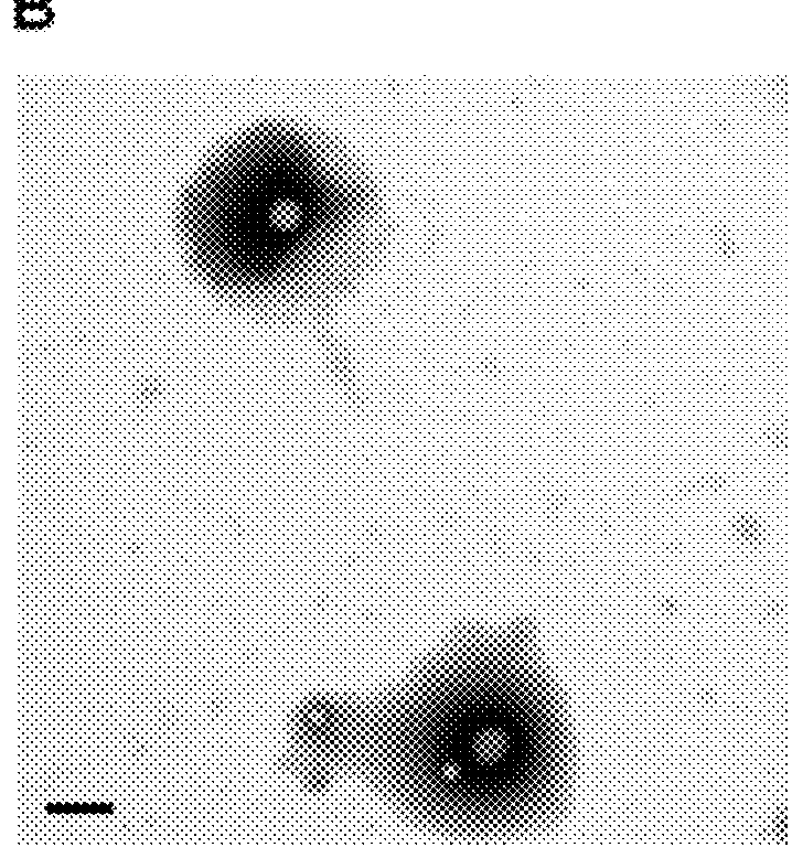 Nanoparticles for encapsulation of compounds, the production and uses thereof