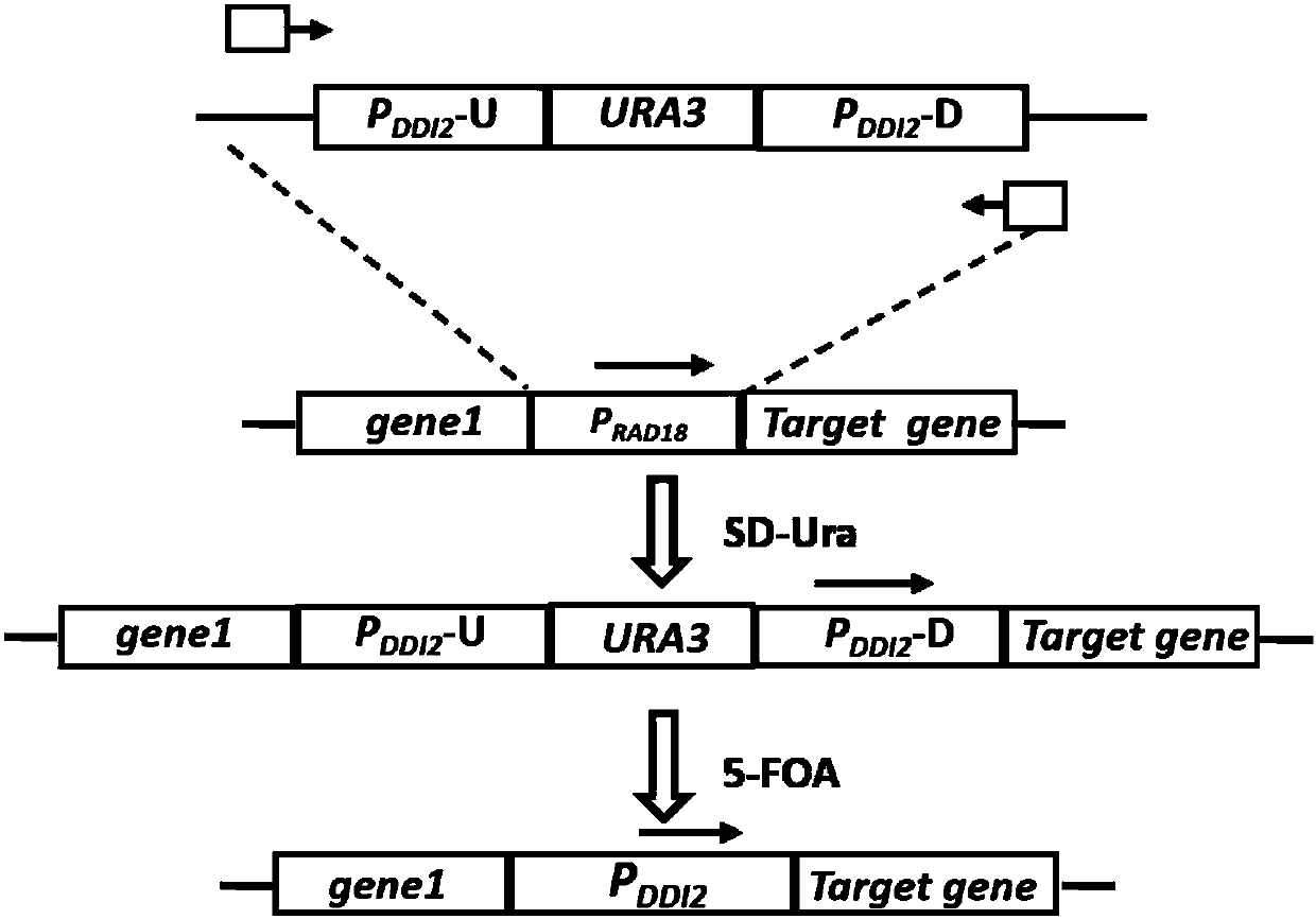 Method for replacing essential gene promoter in yeast genome