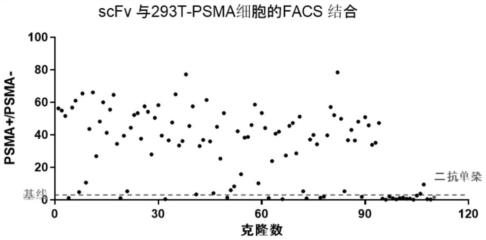 Antibody targeting PSMA protein, chimeric antigen receptor, drug and application