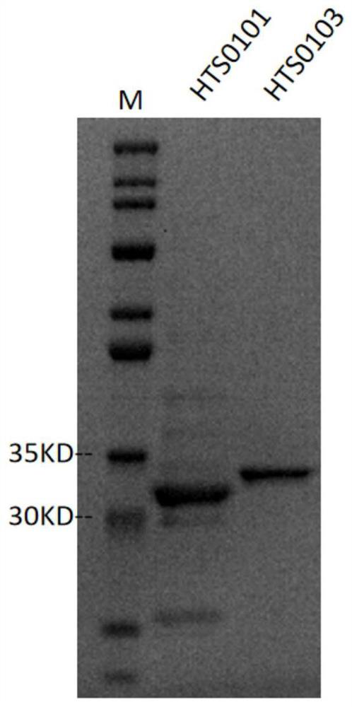 Antibody targeting PSMA protein, chimeric antigen receptor, drug and application