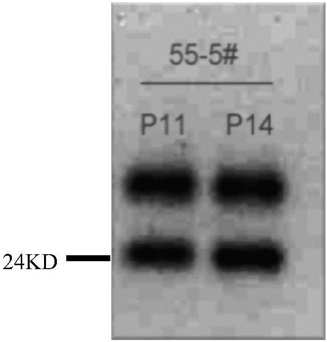 Vero cell line for stably expressing bovine trypsinogen (S.pro-try) and purpose thereof