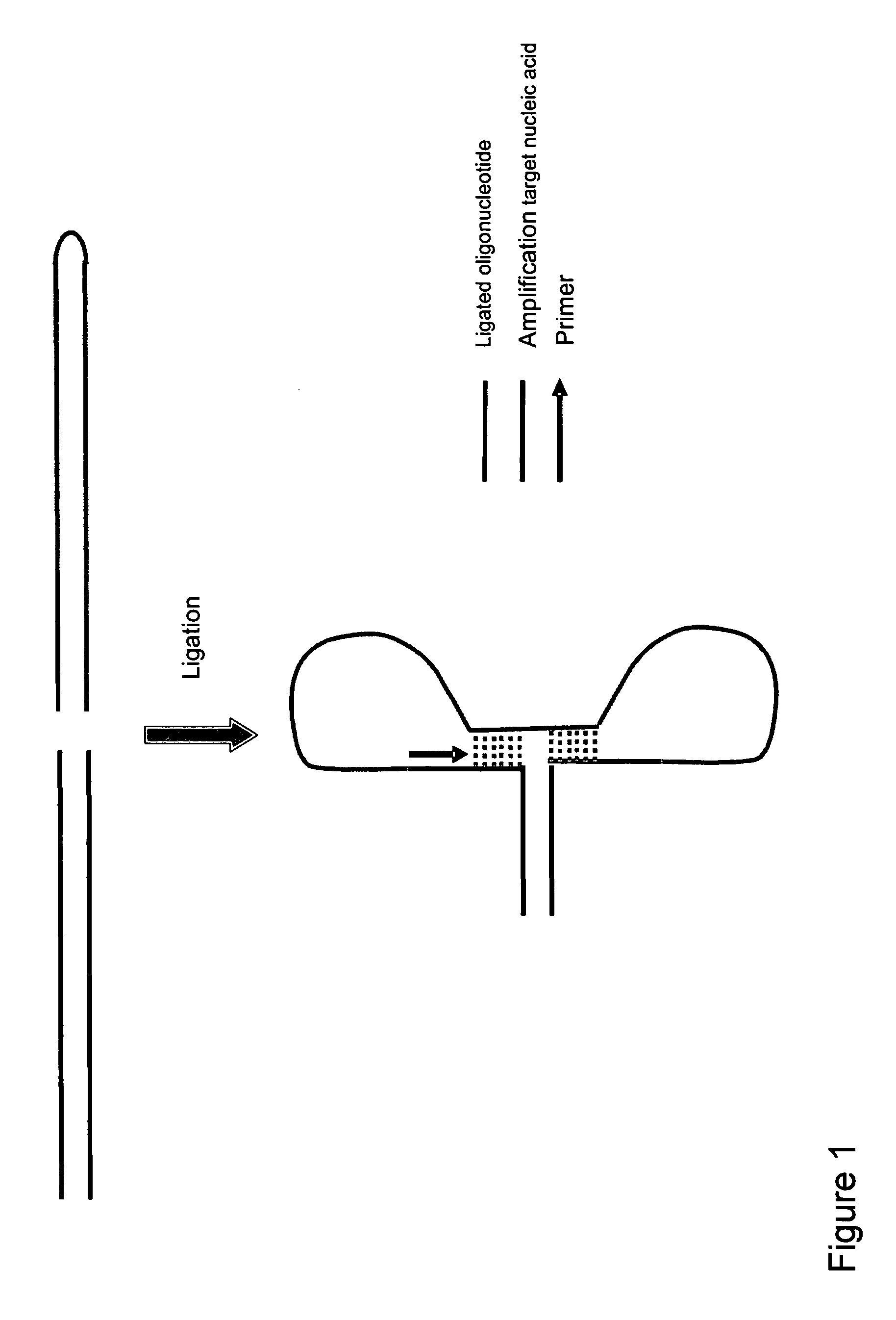 Method for amplifying nucleic acids