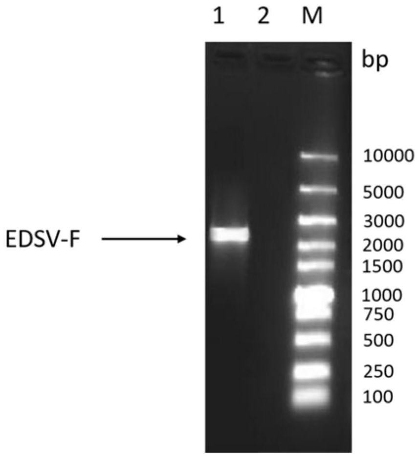 Novel genetic engineering vaccine for poultry egg drop syndrome virus, its preparation method and application