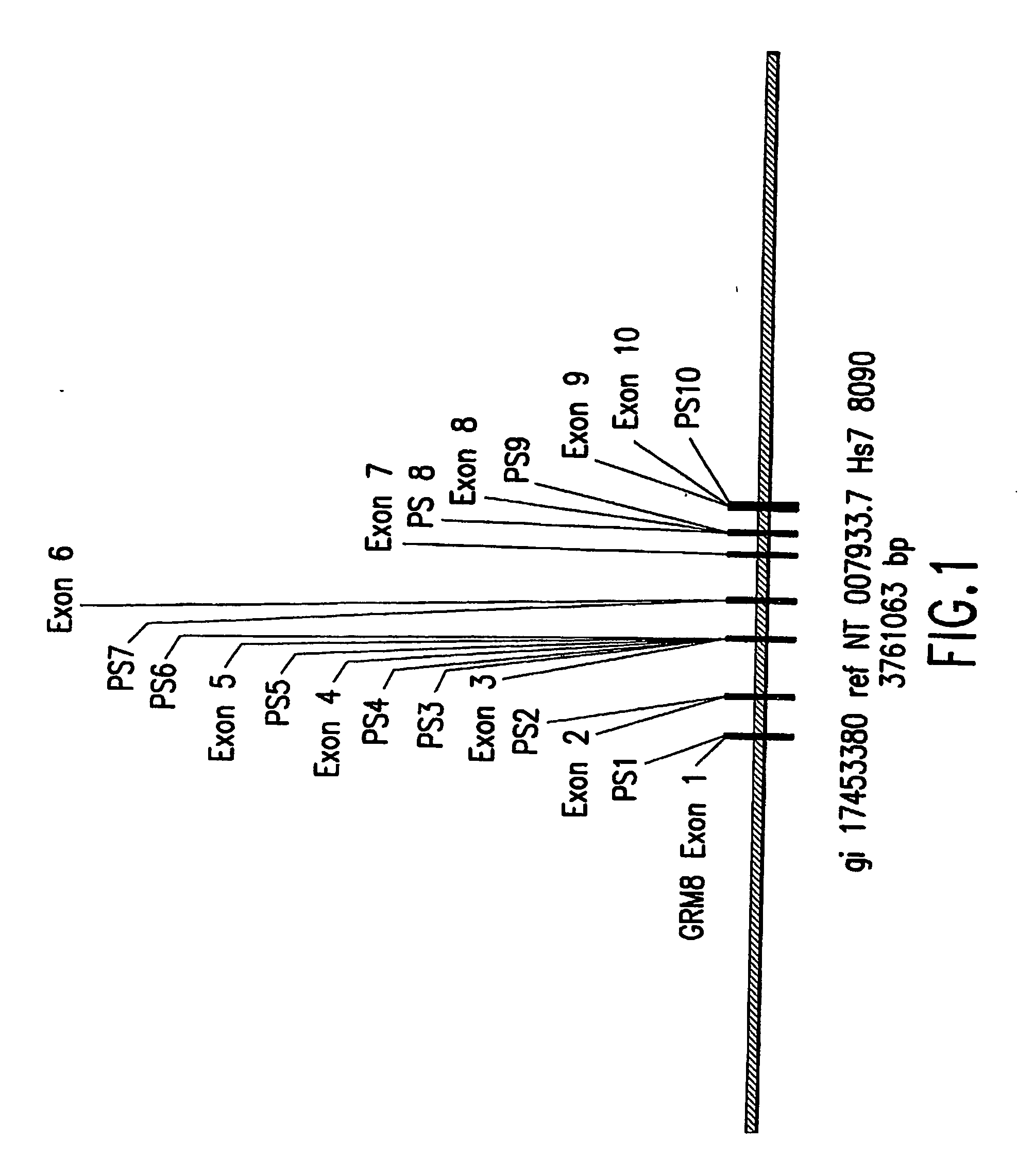 Identification of novel polymorphic sites in the human mglur8 gene and uses thereof