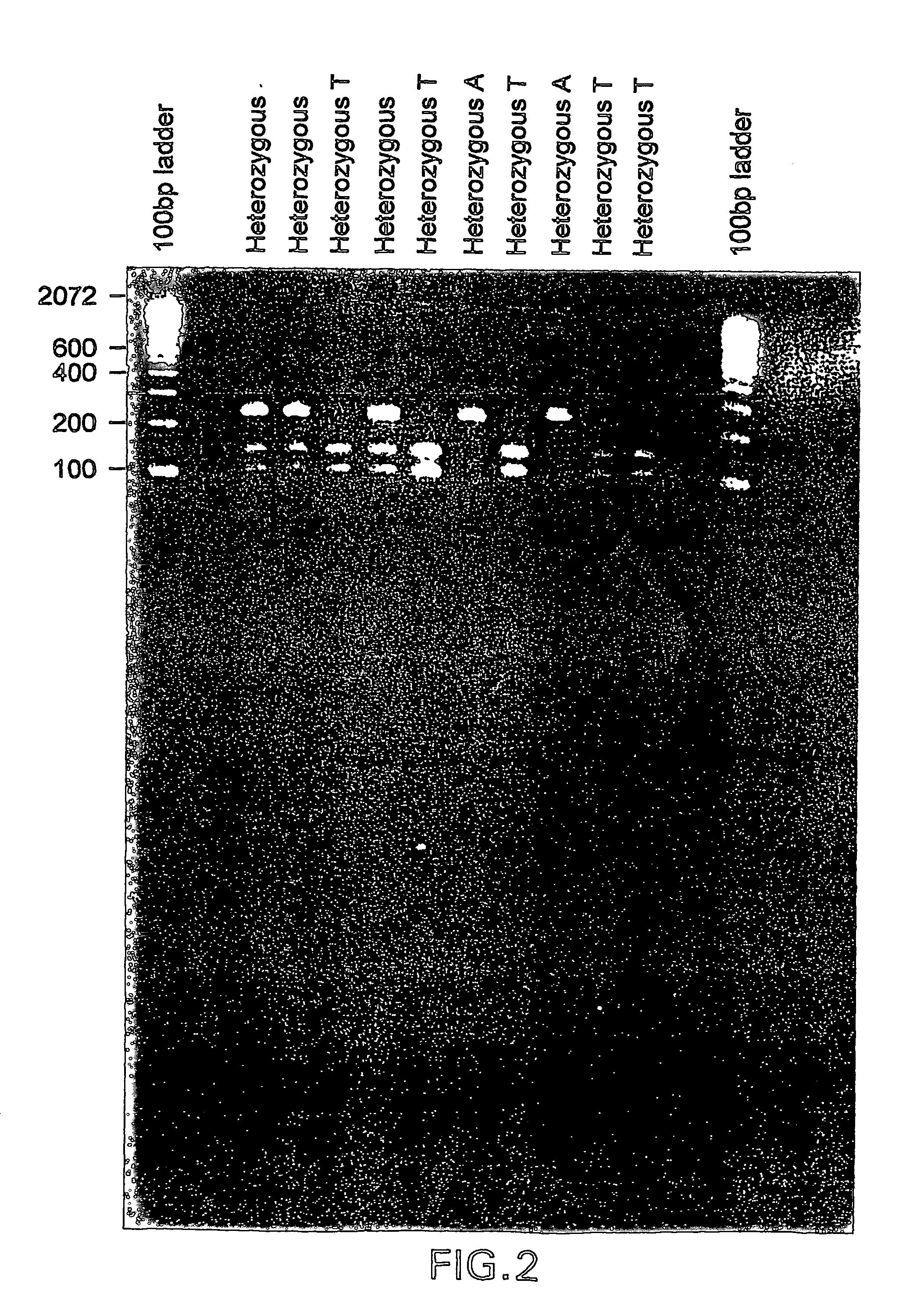 Identification of novel polymorphic sites in the human mglur8 gene and uses thereof