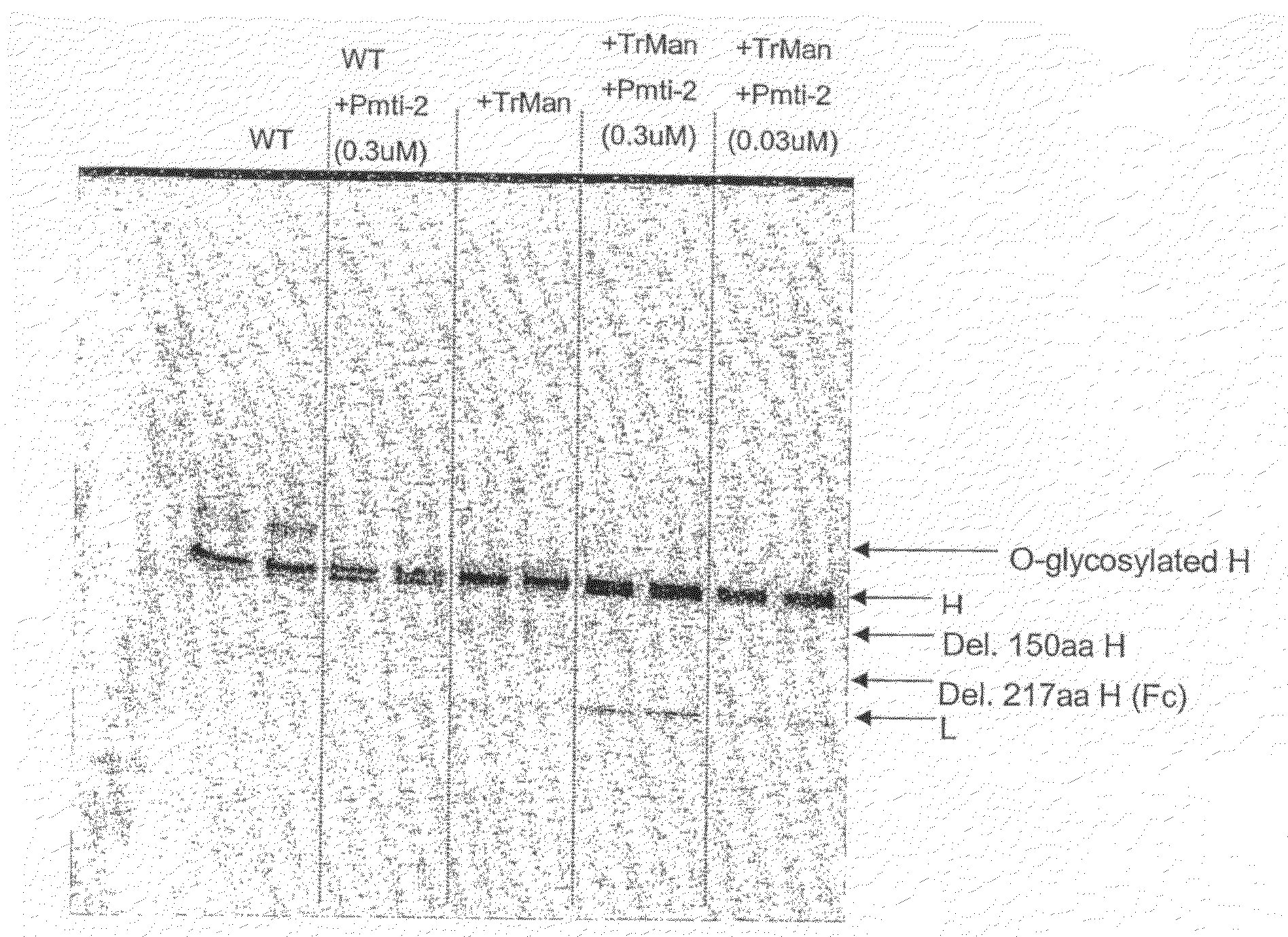 Production of glycoproteins with reduced o-glycosylation