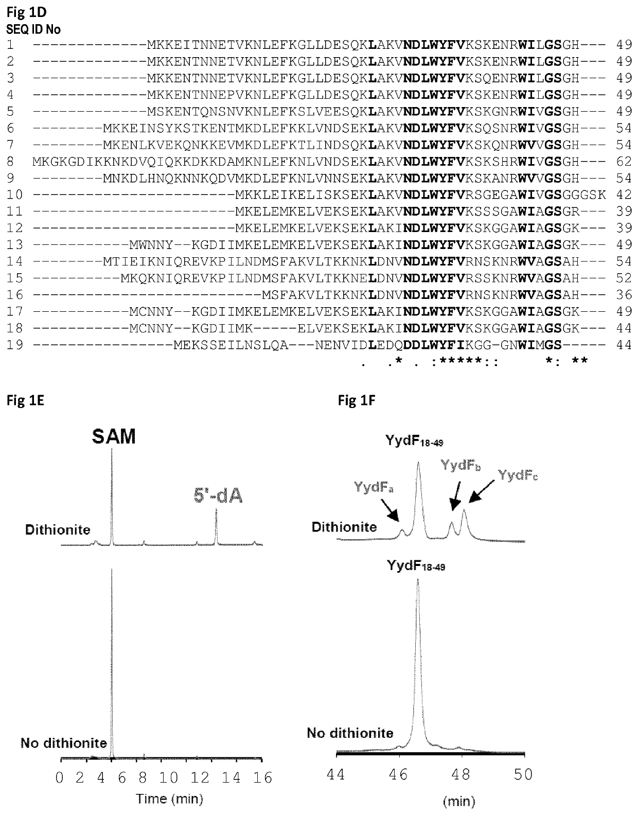 Peptides having antimicrobial activity and new enzyme capable of converting L-configured residue in D-configured amino acid in a peptide