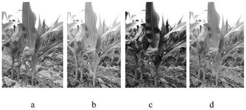 Pose Estimation Method of Corn Image Based on Gradient Information and Search Strategy