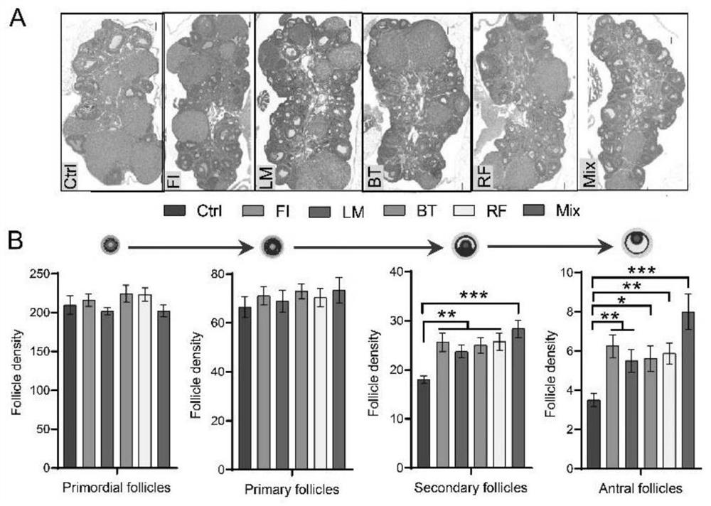 Microecological preparation for increasing number of mature follicles and litter size of mammals as well as preparation method and application of microecological preparation