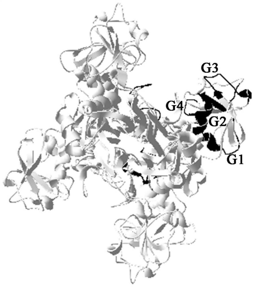 A flounder streptococcus dolphin gapdh tandem multi-epitope polypeptide and its application