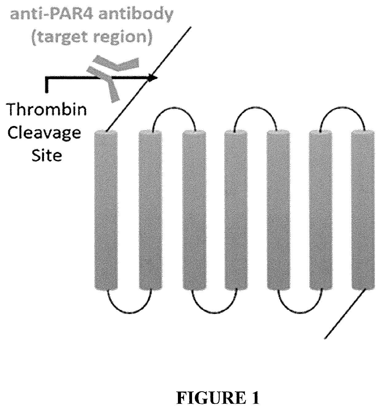 Binding proteins to the human thrombin receptor, par4