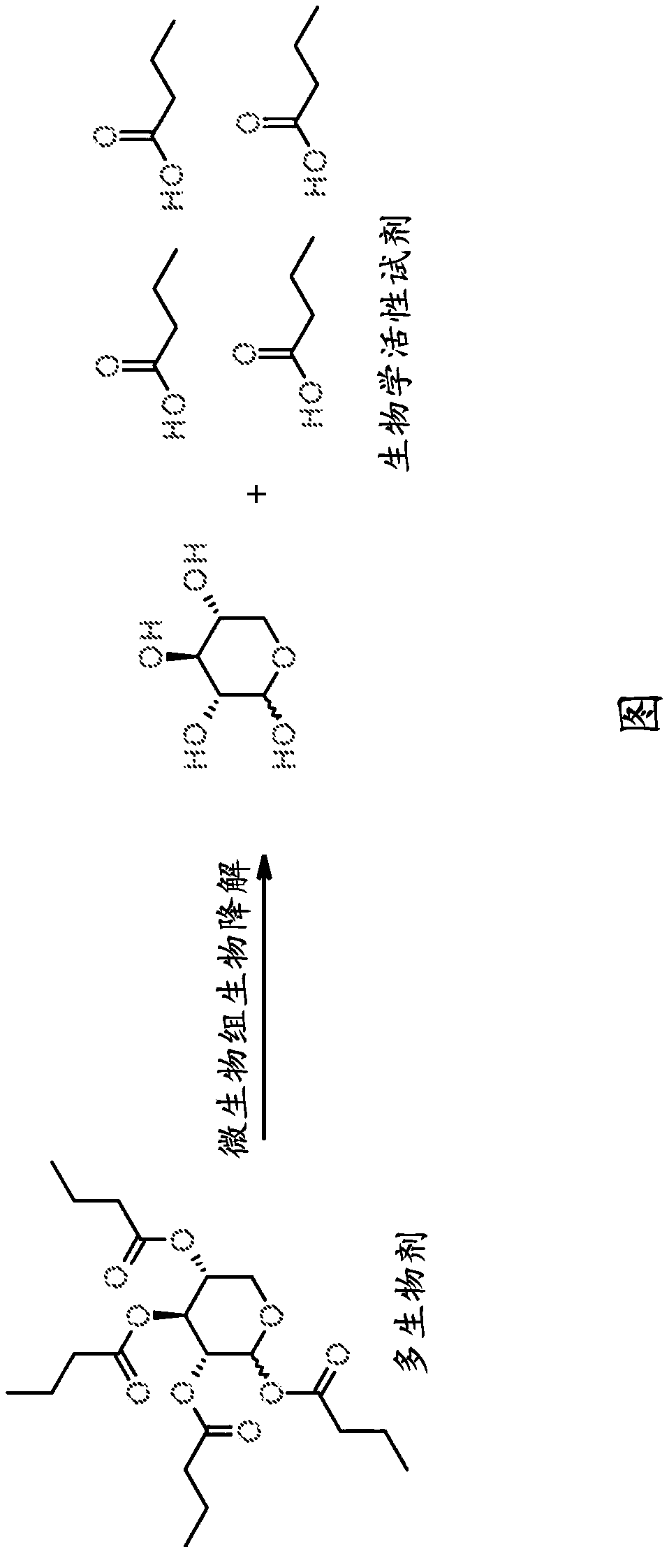 Multibiotic agents and methods of using the same