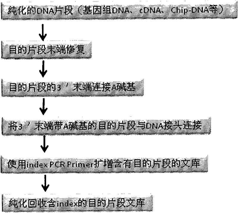 DNA index library building method based on high throughput sequencing