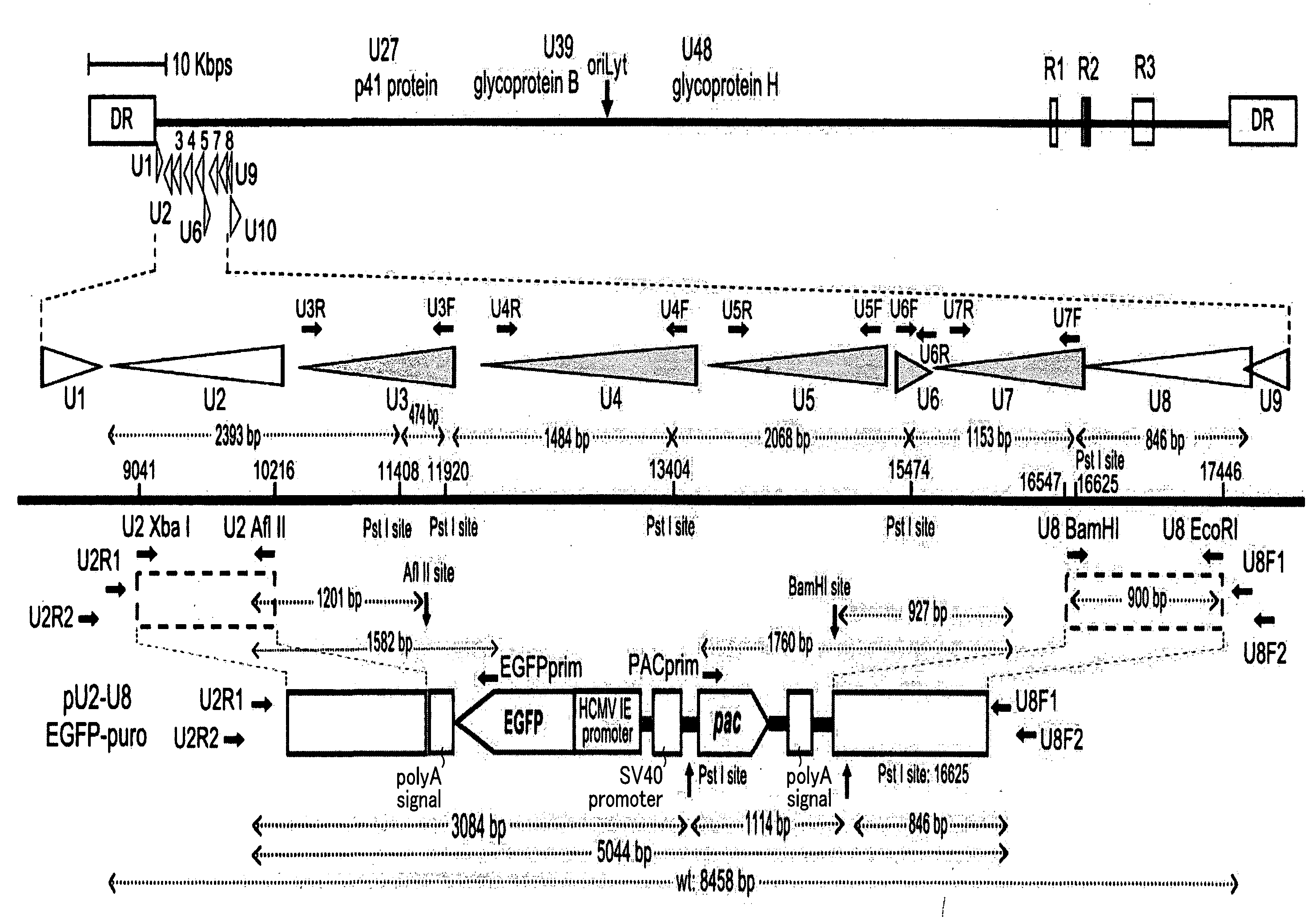 Recombinant virus vector originating in HHV-6 or HHV-7,  method of producing the same,  method of transforming host cell using the same,  host cell transformed thereby and gene therapy method using the same