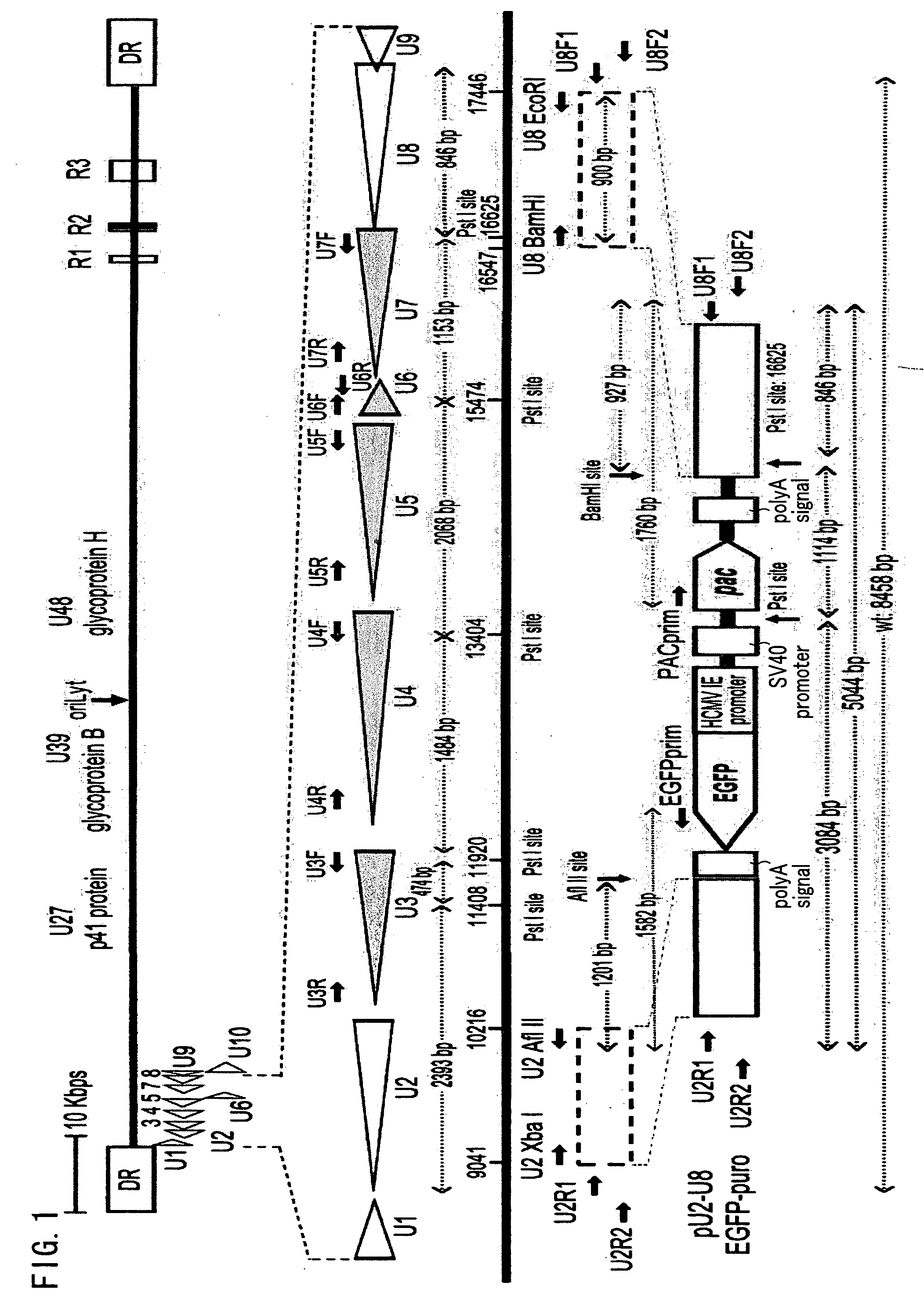 Recombinant virus vector originating in HHV-6 or HHV-7,  method of producing the same,  method of transforming host cell using the same,  host cell transformed thereby and gene therapy method using the same