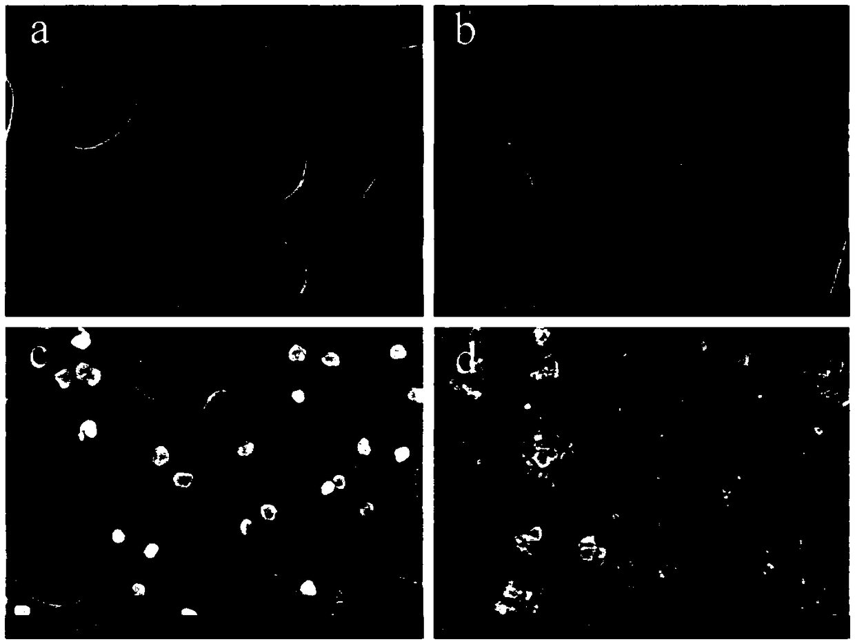 PES microfiltration membrane co-modified with Ag and TiO2 through dopamine and preparation method and application thereof