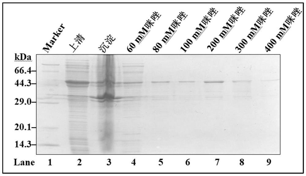 Broad bean latent virus M double-antibody sandwich enzyme-linked immunoassay kit and preparation and detection methods thereof