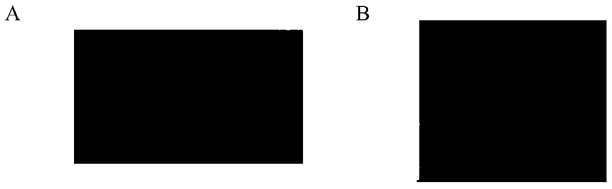 Distinctive method for quantitatively detecting staphylococcal bacteria