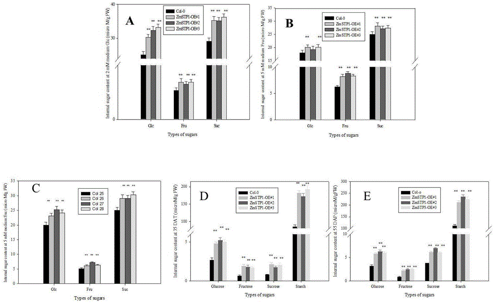 Corn ZmSTP1 protein, coding gene and application thereof