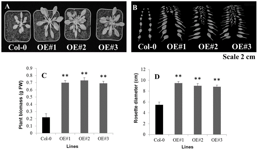 Corn ZmSTP1 protein, coding gene and application thereof