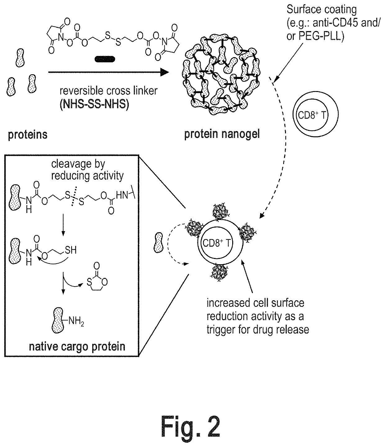 Cell surface coupling of nanoparticles