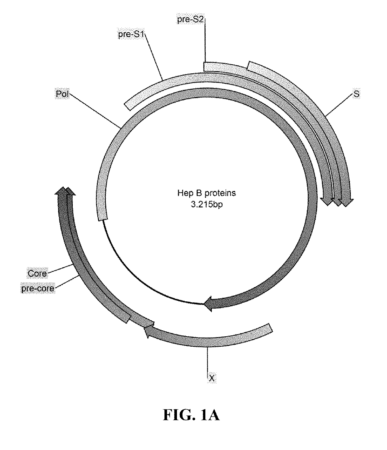 Methods and compositions for inducing an immune response against hepatitis b virus (HBV)