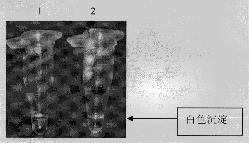 Method for detecting chlamydia pneumoniae by loop-mediated isothermal amplification and detection kit