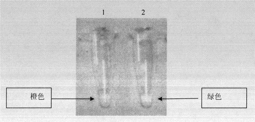 Method for detecting chlamydia pneumoniae by loop-mediated isothermal amplification and detection kit