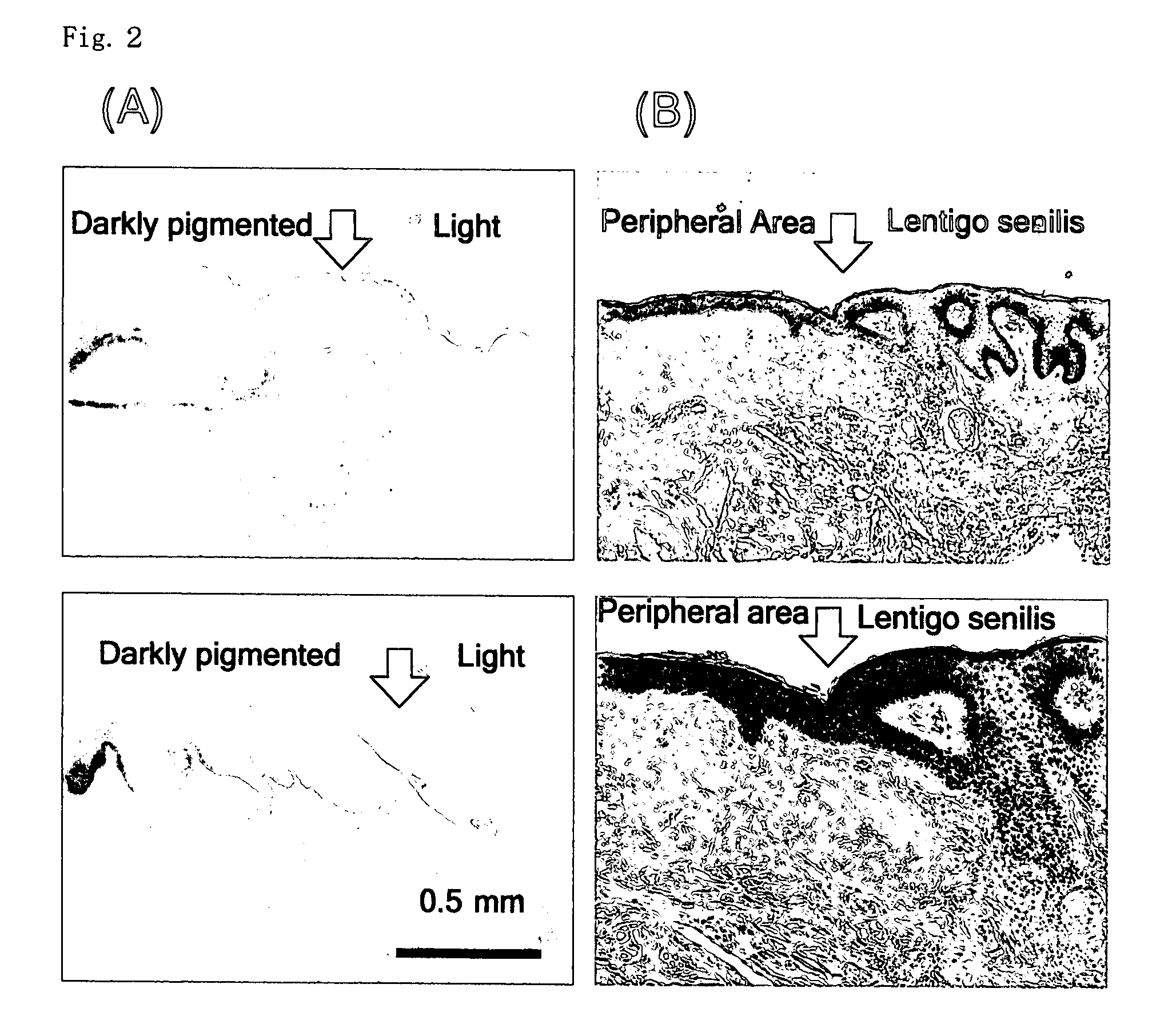 Animal model for pigment spots