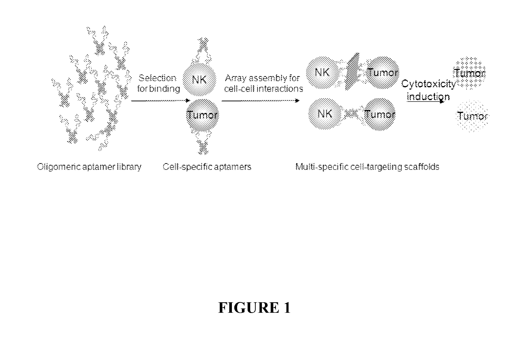 DNA nanostructures that promote cell-cell interaction and use thereof
