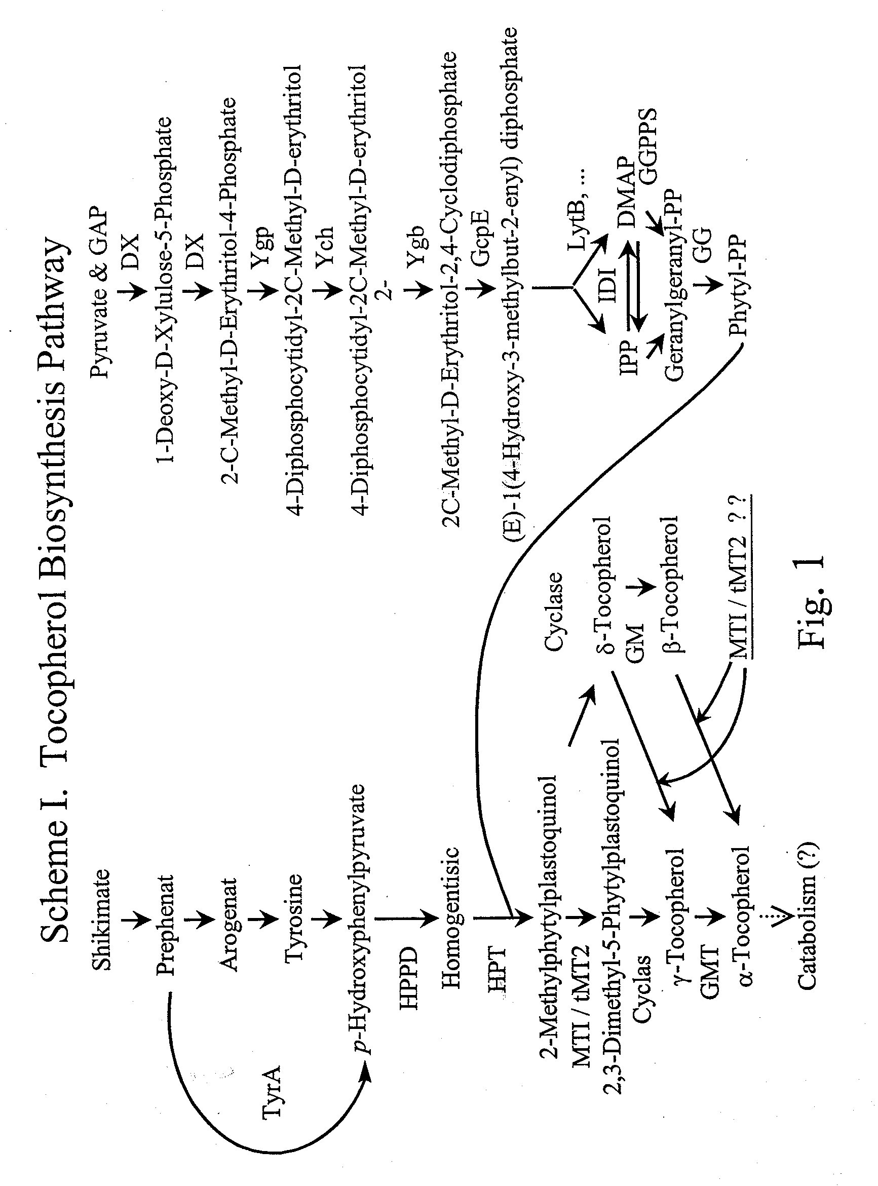 Aromatic methyltransferases and uses thereof