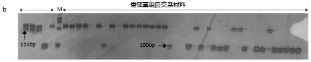 Tomato root-knot nematode disease and tobacco mosaic virus disease resistant gene marker and method