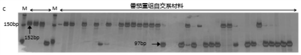 Tomato root-knot nematode disease and tobacco mosaic virus disease resistant gene marker and method