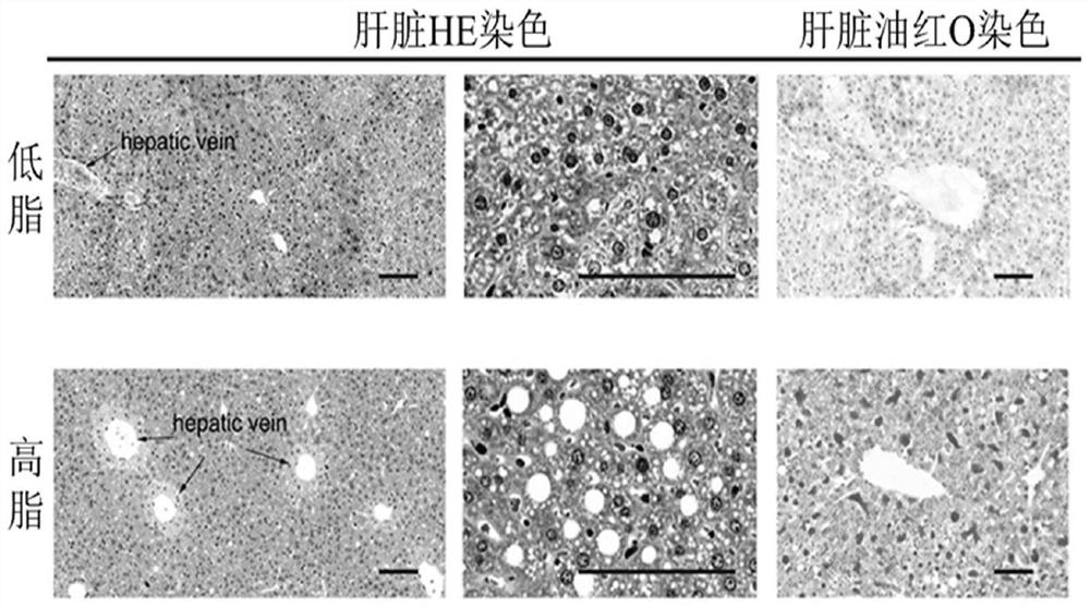 High-fat feed for inducing obesity and non-alcoholic fatty liver model and production process of high-fat feed