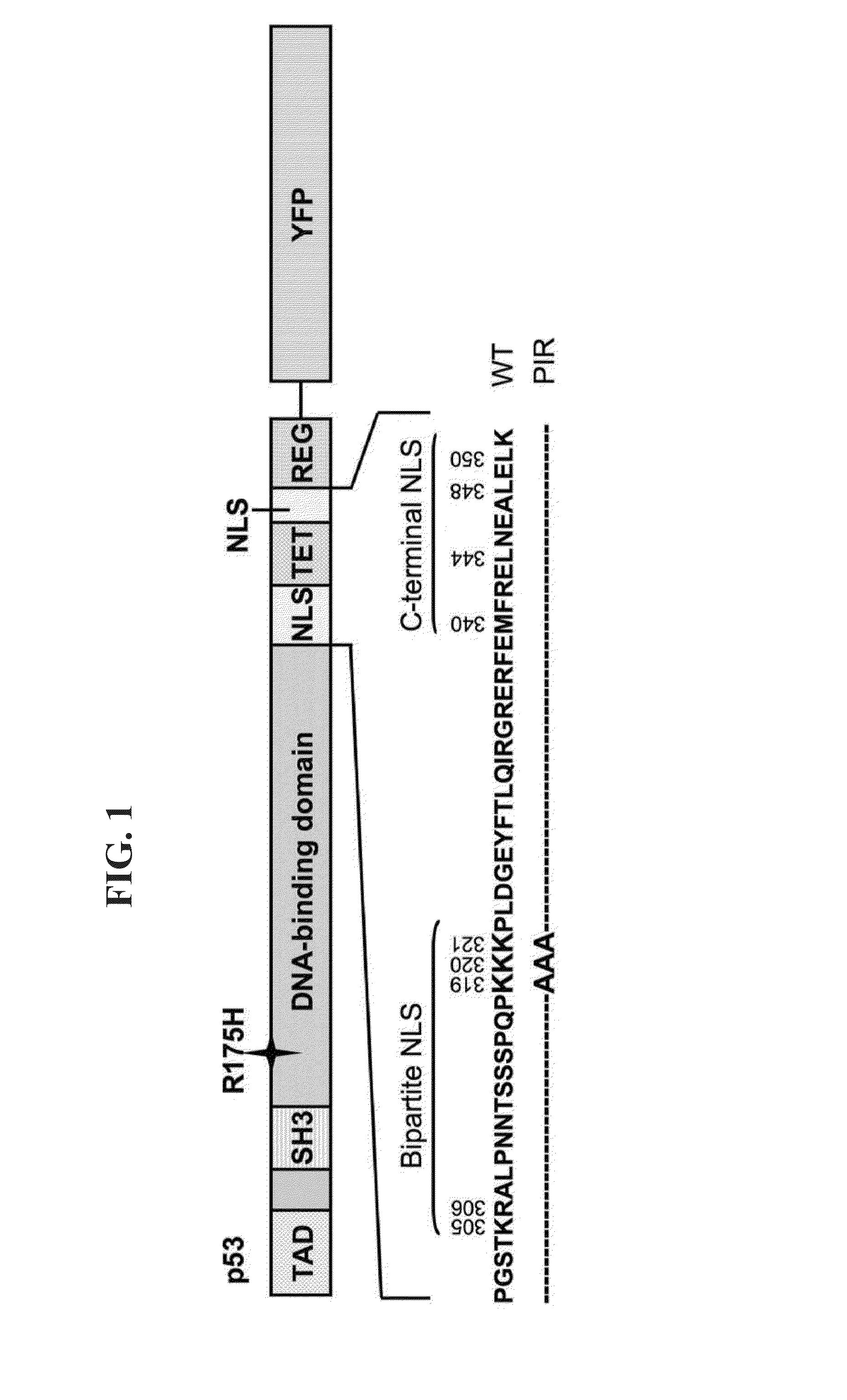 Proteasome inhibitors and uses thereof