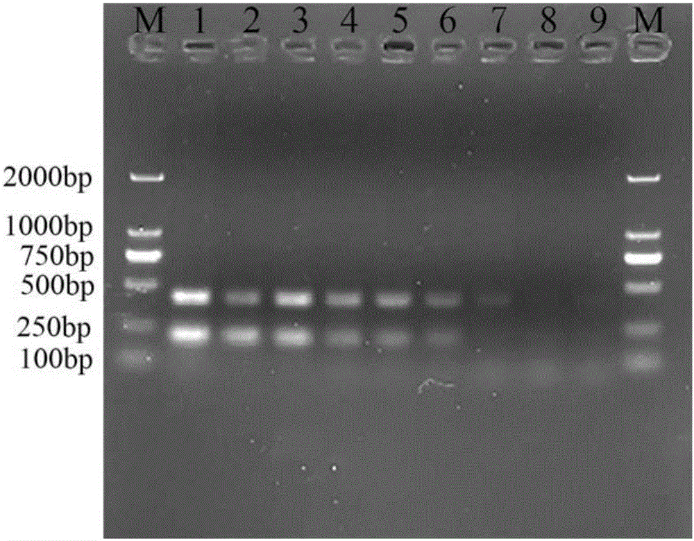 Double PCR (Polymerase chain reaction) primer for simultaneous detection of Klebsiella pneumoniae and Aeromonas caviae and detection method of double PCR primer