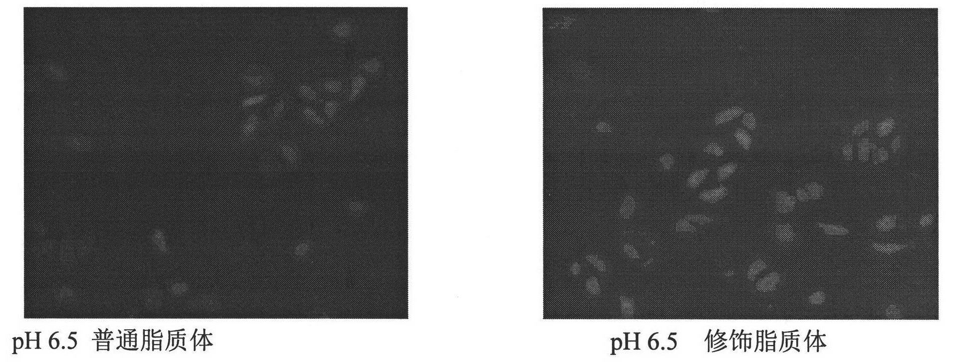 Amphoteric ion-based charge reversal chitosan derivative and application thereof in medicament