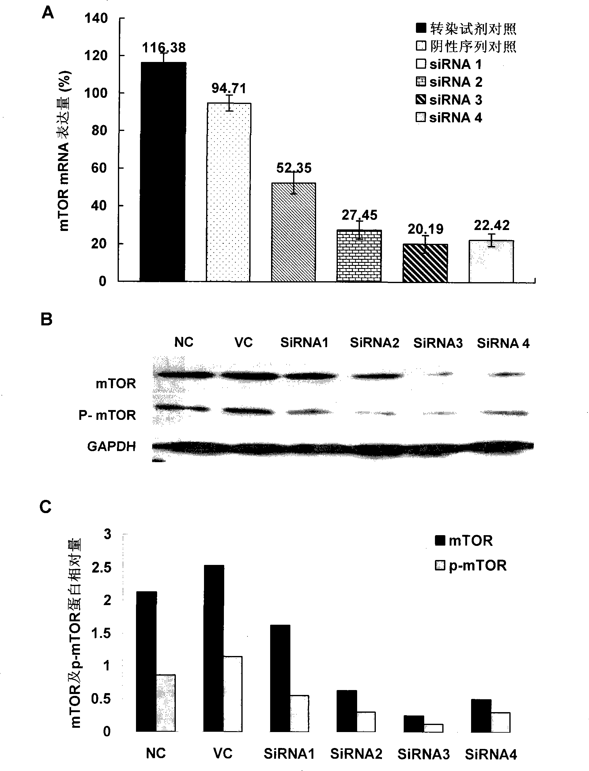 Application of small interfering RNA in preparing medicament for treating colon cancer