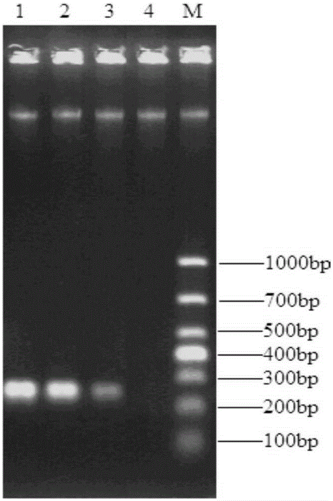 Primers and method for detection of enterobacter cloacae O21 type