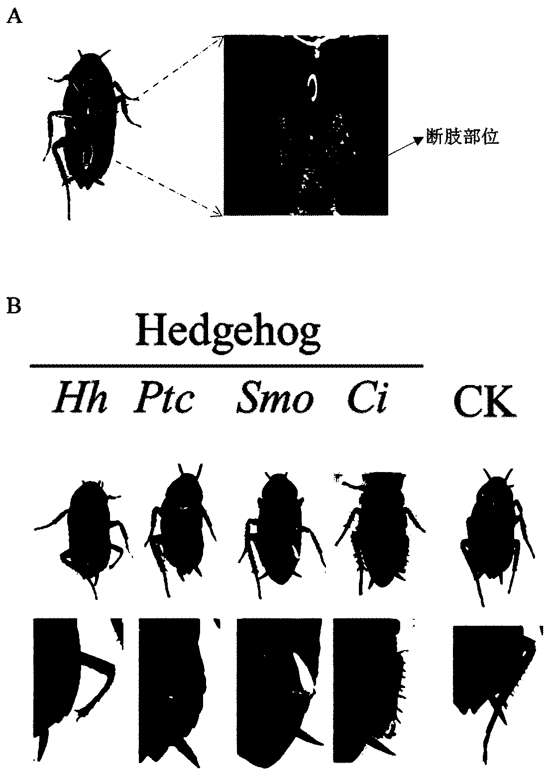 The application of hedgehog signaling pathway genes and dsRNA related to limb regeneration in Periplaneta americana