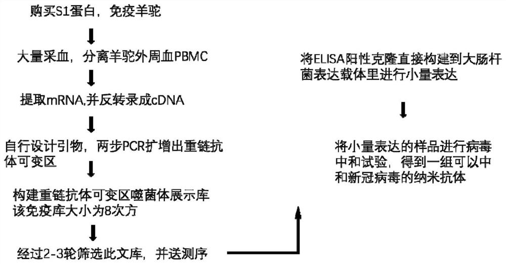 Nano antibody for neutralizing toxicity of novel coronavirus as well as preparation method and application of nano antibody