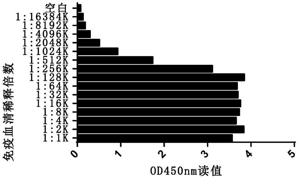 Nano antibody for neutralizing toxicity of novel coronavirus as well as preparation method and application of nano antibody