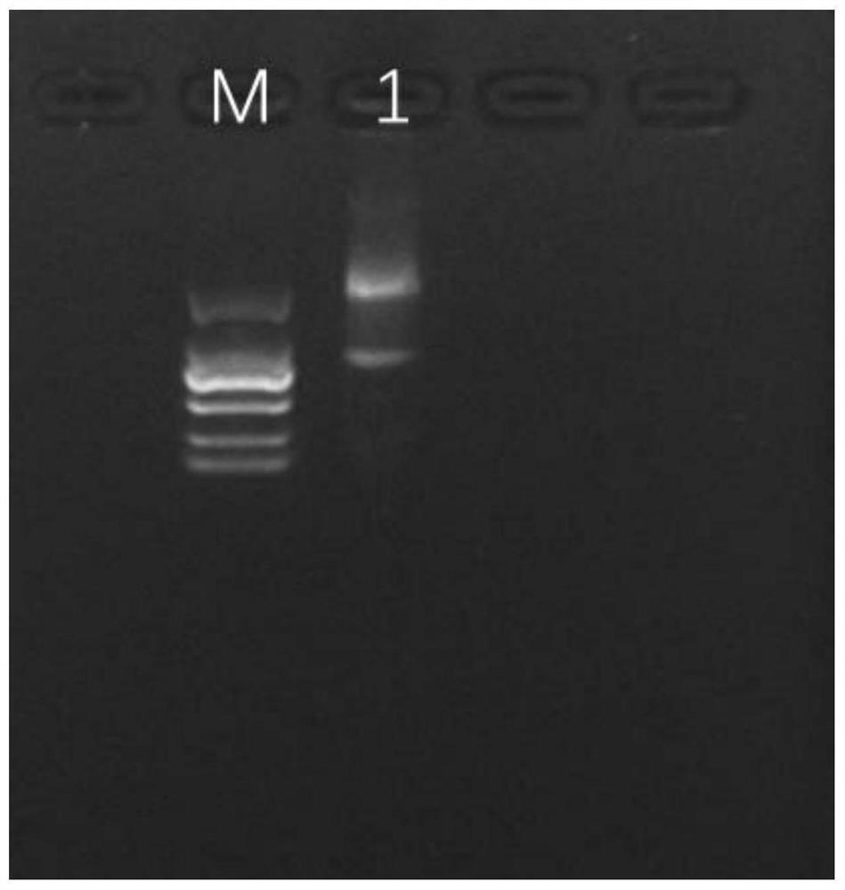 Nano antibody for neutralizing toxicity of novel coronavirus as well as preparation method and application of nano antibody