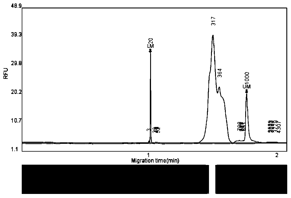 High-throughput str typing system and kit for identifying complex genetic relationships